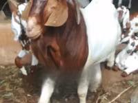 Cabras (lote, sexo no especificado), Boer goat — foto 4