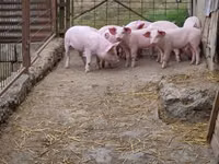 猪（批次，未指定性别）, Pigs — 照片 5