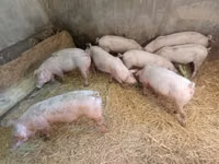 Säue, Schweine — Foto 5