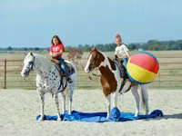 Hengst, Quarter Horse — Foto 5