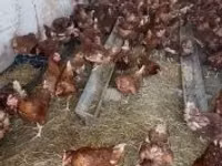 Chickens — फ़ोटो 1