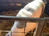 Säue, Schweine — Foto 2