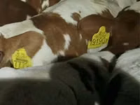 牛只（批次，未指定性别）, Simmental cattle — 照片 1