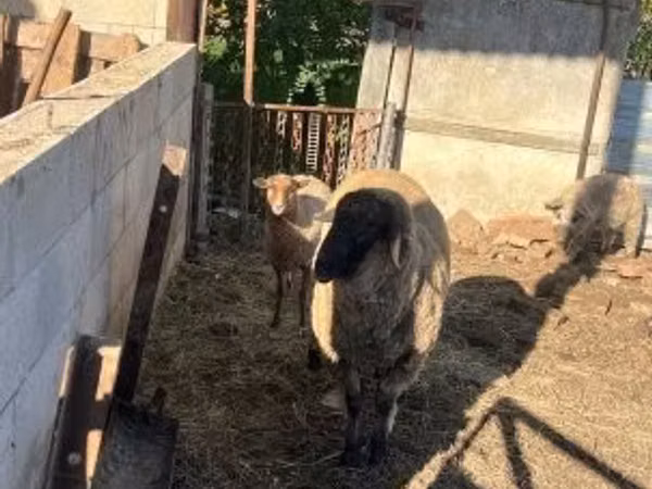Sheep (batch, sex not specified), Cameroon sheep