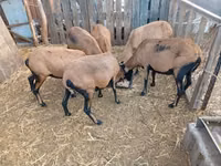 نعجة, Cameroon sheep — الصورة 3