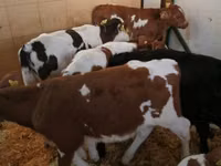公牛, Limousin cow — 照片 7