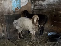 公羊, Rhon sheep — 照片 3