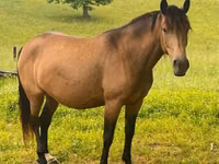 घोड़ी, Black Sea breed — फ़ोटो 3