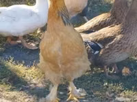 Brahma — foto 7