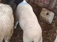 نعجة, Dorper sheep — الصورة 3