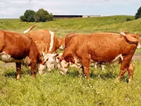 Kuh, Swiss cattle — Foto 6