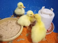 Geese — 照片 1