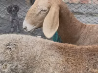 نعجة, Arashan sheep — الصورة 5