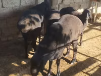 मेढ़ा, भेड़ — फ़ोटो 1