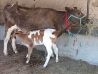 Kuh, Latvian Blue cattle — Foto 2
