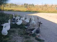 Geese — photo 4