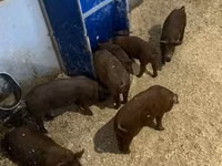Schweine (Partie, Geschlecht nicht angegeben) — Foto 3