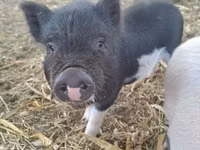 Pigs (batch, sex not specified) — photo 1