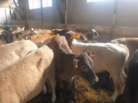 Toro, Simmental cattle — foto 5