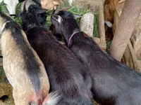 Billy Goat, Goats — photo 2