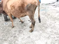 Vaca, Ganado vacuno — foto 7