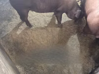 Pigs (batch, sex not specified) — photo 2