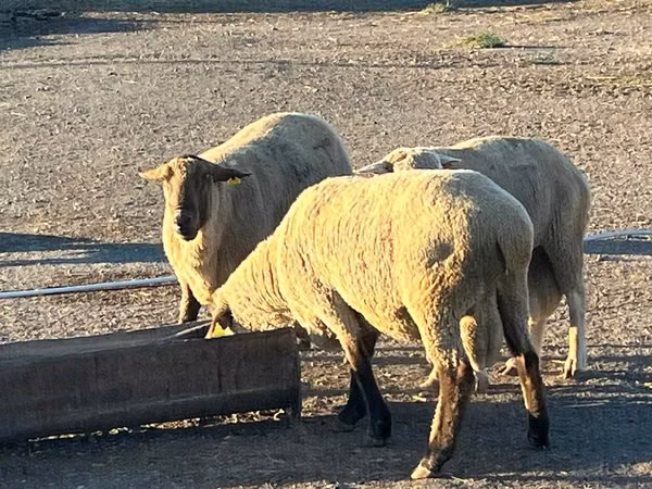 كبش, Hampshire sheep