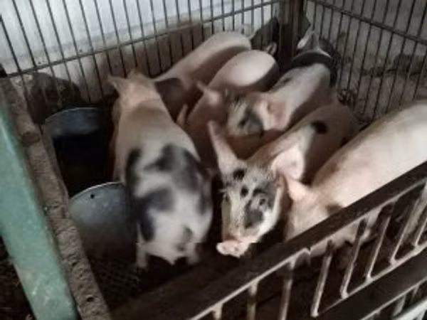 Schweine (Partie, Geschlecht nicht angegeben), Schweine
