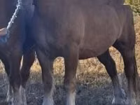 Horse (M), Horses — photo 2