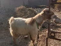 Ziege, Alpine goat — Foto 2