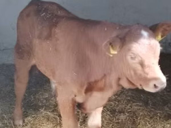 Bulle, Limousin-Kuh