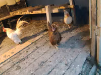 Bantam — Foto 3