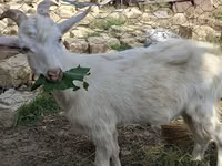 ماعز (دفعة، الجنس غير محدد), Saanen goat — الصورة 1