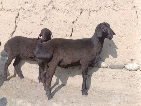 मेढ़ा, भेड़