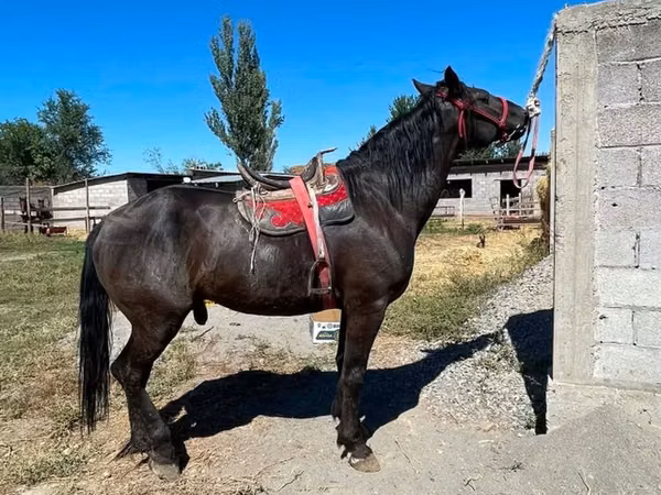 घोड़ा, Karabair horse
