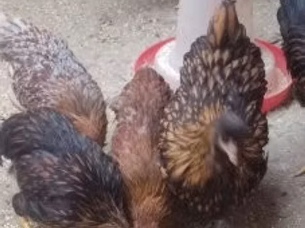 Chickens
