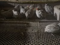 Bobwhite — photo 1
