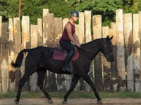 فرس, Quarter Horse — الصورة 7
