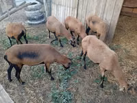 نعجة, Cameroon sheep — الصورة 1