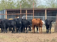 Bovinos (lote, sexo no especificado), Hereford — foto 2