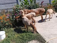 Schaf, Arashan sheep — Foto 2