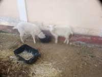 बकरी, Irish goat — फ़ोटो 5