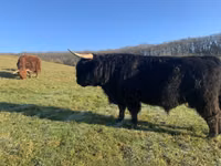 公牛, Highland — 照片 2