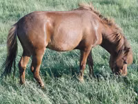 Caballo, Caballos — foto 1