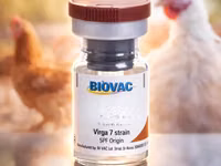 Infectious Bursal Disease Ibd Gumboro (Wholesale) — photo 2
