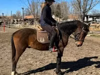 حصان, Hungarian horse breed — الصورة 4