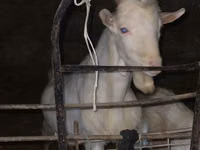 Ziege, Dutch Landrace goats — Foto 2