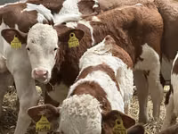 公牛, Cattle — 照片 7