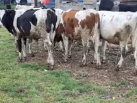 بقرة, Russian Black pied cattle — الصورة 5