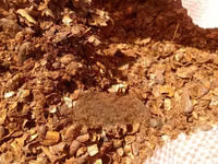 Cocoa Shells — photo 4